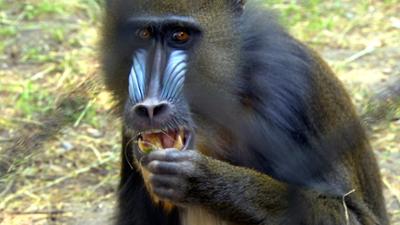Zoogeschichten: Schwangerschaftsverhütung bei Mandrill-Affen