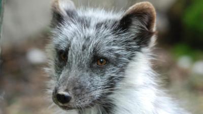 Zoogeschichten: Ein Top Service (F. 273)