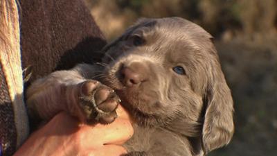 Zoogeschichten: Weimaranerin Perle ist Mama geworden
