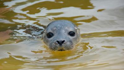 Zoogeschichten: Heuler Horst fährt Achterbahn