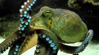 Zoogeschichten: Ferdinand, der geschickte Krake