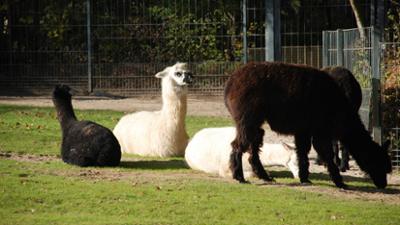 Zoogeschichten: Ein Alpakahengst muss die Herde verlassen