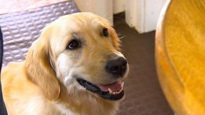 Zoogeschichten: Diabetes-Warnhündin Baja im Einsatz