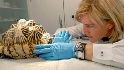 Zoogeschichten: Datenerfassung bei Sternschildkröten