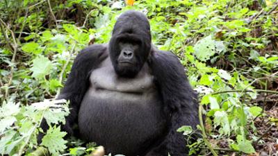 Zoogeschichten: Freudige Erwartung bei den Gorillas