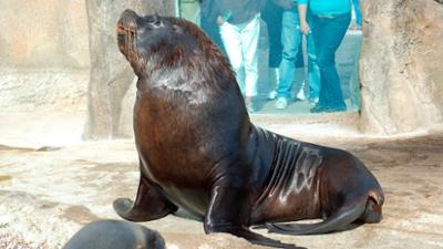 Zoogeschichten: Seelöwe braucht ein Verhütungsmittel