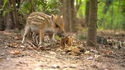 Zoogeschichten: Fährtensau Frida auf dem Waldspaziergang