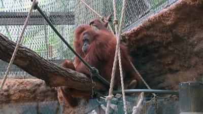 Zoogeschichten: Die Intelligenz einer Orang-Utan-Dame wird untersucht