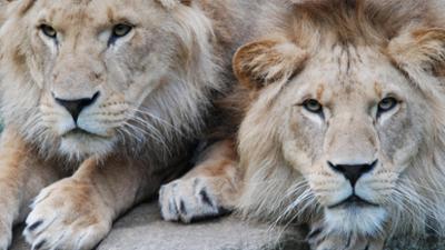 Zoogeschichten: Zähne zeigen (F. 277)