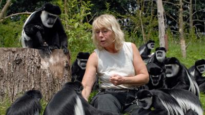 Zoogeschichten: Guereza-Affen und ihre Kleinen