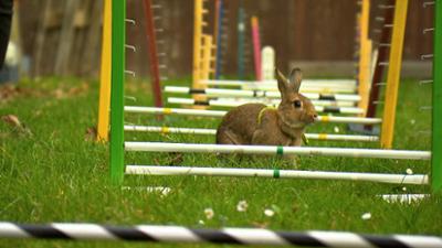 Zoogeschichten: Spring-Kaninchen werden ausgebildet