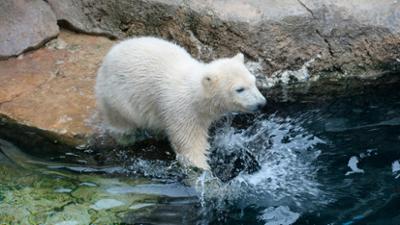 Zoogeschichten: Eisbärbaby Lale macht alle glücklich
