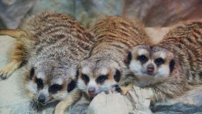 Zoogeschichten: Erdmännchen genießen den warmen Fußboden (F. 257)