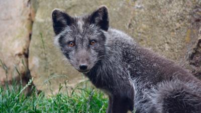 Zoogeschichten: Ein neues Männchen bei den Polarfüchsen