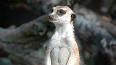 Zoogeschichten: Erdmännchen kämpfen gegen die Riesenkartons