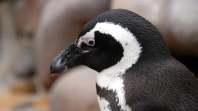 Zoogeschichten: Große Unruhe bei den Brillenpinguinen