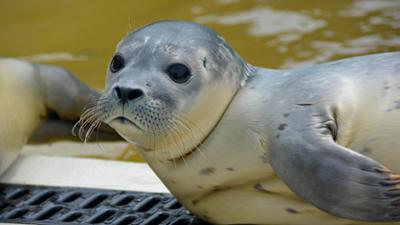 Zoogeschichten: Heuler kommen ins Auswilderungsbecken