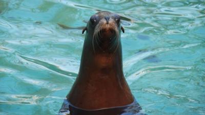 Zoogeschichten: Schaufütterung bei den Seelöwen