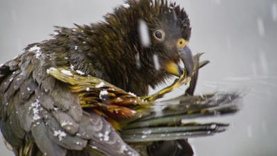 Zoogeschichten: Clevere Keas