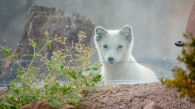 Zoogeschichten: Polarfüchsin Mijou spielt Verstecken