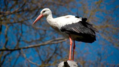 Zoogeschichten: Einem Jungstorch wird das Stehen beigebracht
