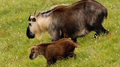 Zoogeschichten: Klauenpflege bei den Takinen