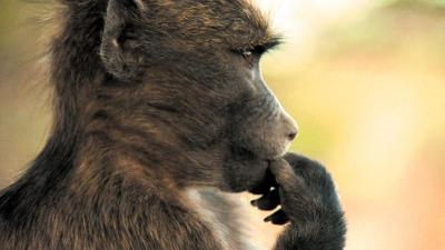 Zoogeschichten: Ein kleiner Pavian kommt ins Waisenhaus