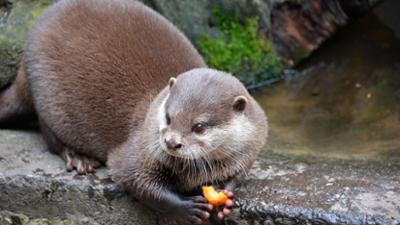 Zoogeschichten: Zwergotter auf dem Trockenen bleiben sitzen