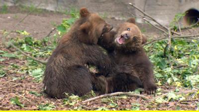 Zoogeschichten: Geschichten aus dem Tierpark Hagenbeck in Hamburg