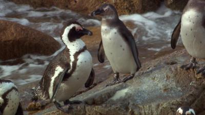 Zoogeschichten: Zappelige Pinguine