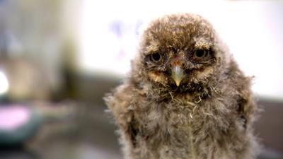 Zoogeschichten: Steinkauz Godzilla und die Plastikmaus