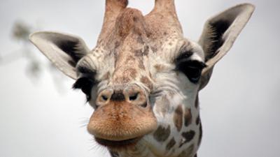 Zoogeschichten: Giraffenbulle macht nichts ohne seine Damen