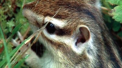 nano: Corona-Kritiker ködern Kinder