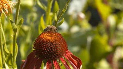 nano: Von der auto- zur menschengerechten Stadt | Insektenrückgang | Wettlauf um Corona-Impfstoff