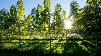 Tagesgespräch: Mit Verboten und Verzicht: Müssen wir den Klimawandel wie die Pandemie bekämpfen?