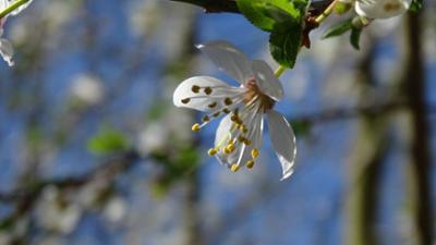 Tagesgespräch: Blütenträume: Welche Blumen haben eine besondere Bedeutung für Sie?
