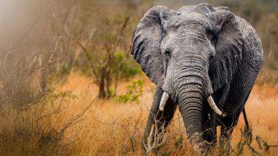 100 Jahre Kruger Nationalpark mit Dirk Steffens