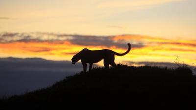 Afrikas Jäger der Nacht