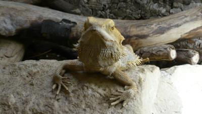 Anna und die Haustiere: Mini-Dinos: Agamen