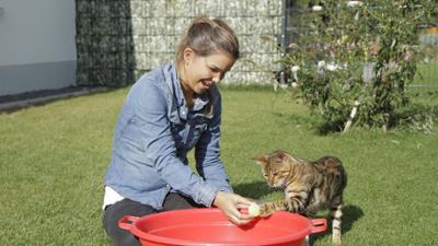 Anna und die Haustiere: Bengalkatze