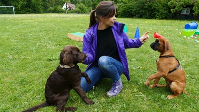 Anna und die Haustiere: Ein Tag in der Hundeschule