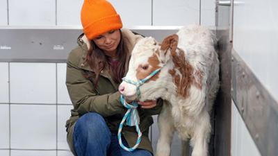 Anna und die Haustiere: Ein Tag in der Tierklinik