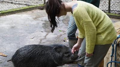 Anna und die wilden Tiere: Pekaris sind auch Schweine