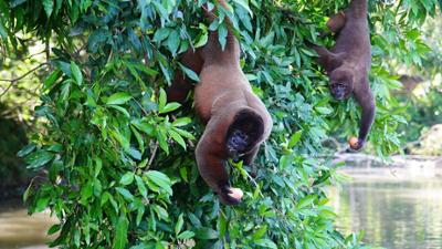 Anna und die wilden Tiere: Die Affen mit den breiten Nasen