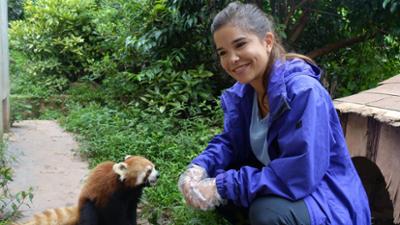 Anna und die wilden Tiere: Wo versteckt sich der Rote Panda?