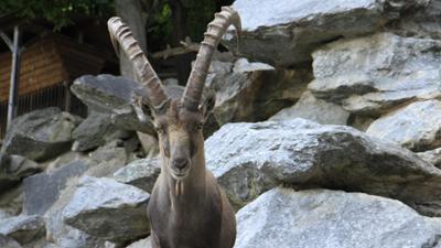 Anna und die wilden Tiere: Wo klettert der Steinbock?