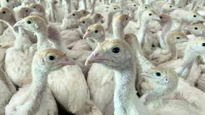 ARD Wissen: Die verborgene Welt der Turboputen