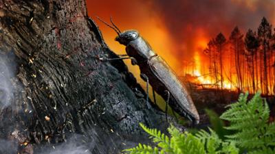 Aus der Asche - Was kommt nach dem Waldbrand?