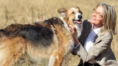 Darling Companion - Ein Hund fürs Leben