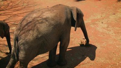 Das Waisenhaus für wilde Tiere: Folge 118: Abenteuer Afrika Das Waisenhaus für wilde Tiere: Folge 118: Abenteuer Afrika